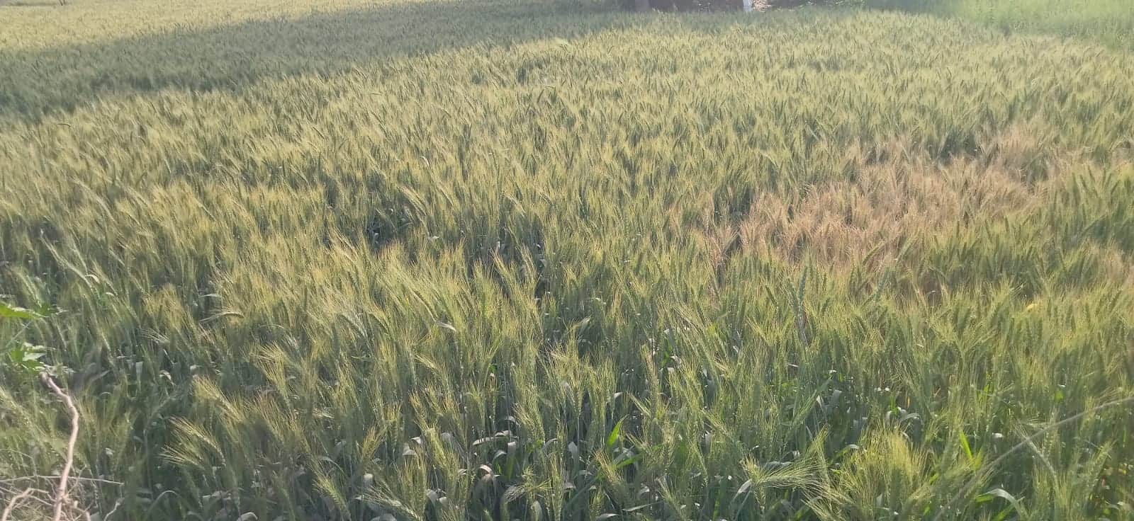 कुरुक्षेत्र। कलाल मजारा के खेतों में खड़ी गेहूं की फसल। संवाद