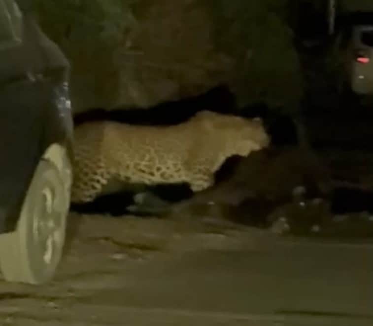 खनियां गांव में गोवंश का शिकार करते कैमरे में कैद हुआ तेंदुआ। वीडियोग्रैब