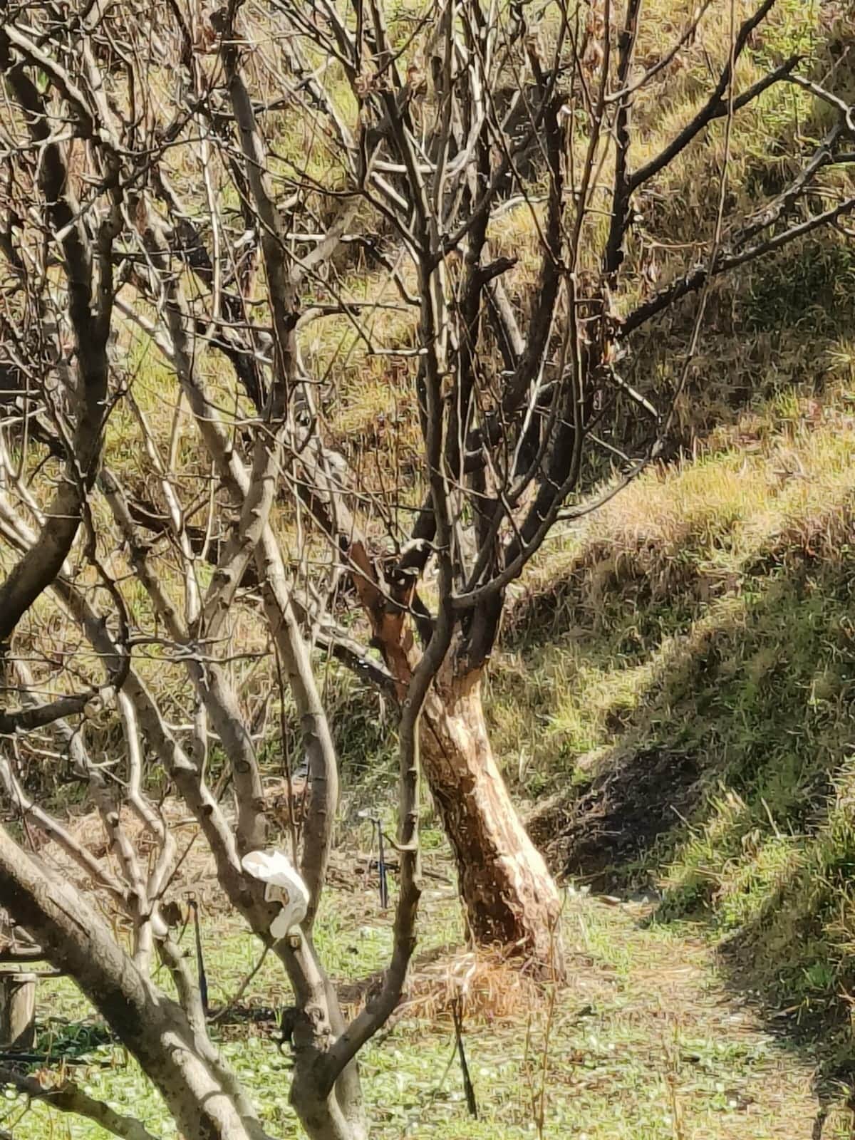 लंबे समय से सूखे के चलते कैंकर रोग की चपेट में आए सेब के पेड़। संवाद