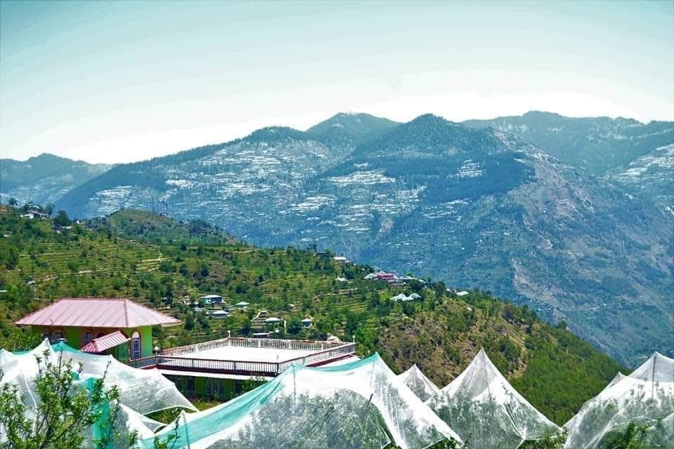 नित्थर के ऊंचाई वाले क्षेत्रों में सेब बगीचों में बागवान लगा रहे एंटी हेलनैट। संवाद