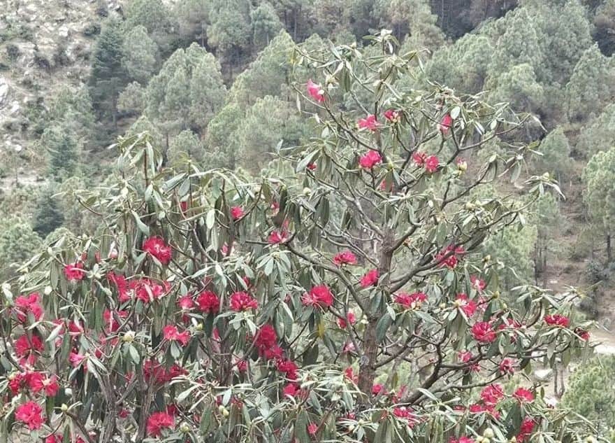 पहाड़ों में उगे बुंरास के फुल: जागरूक पाठक