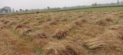 Mustard production estimated 119.4 lakh tonnes with Rajasthan leading and Uttar Pradesh in second place