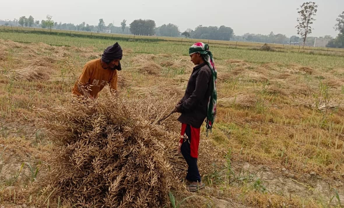 परसपुर में मक्के के खेत में भरा बारिश का पानी, खेत में पड़ी सरसों और फसल समेटते किसान। - संवाद