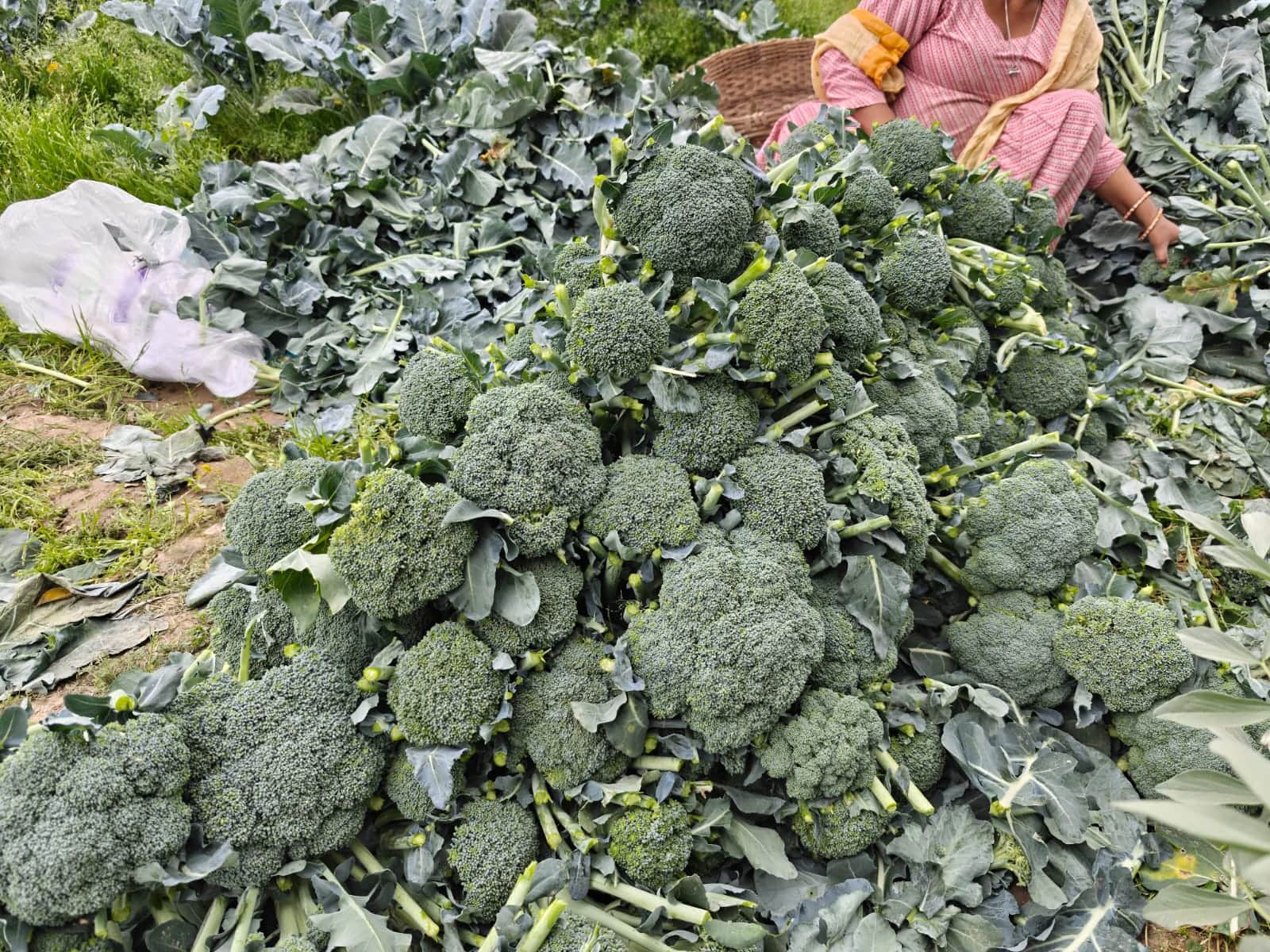 पटोला के किसान बलवीर सैणी द्वारा उगाई गई ब्रोकली मंडी जाने के लिए तैयार। -स्रोत : जागरूक पाठक