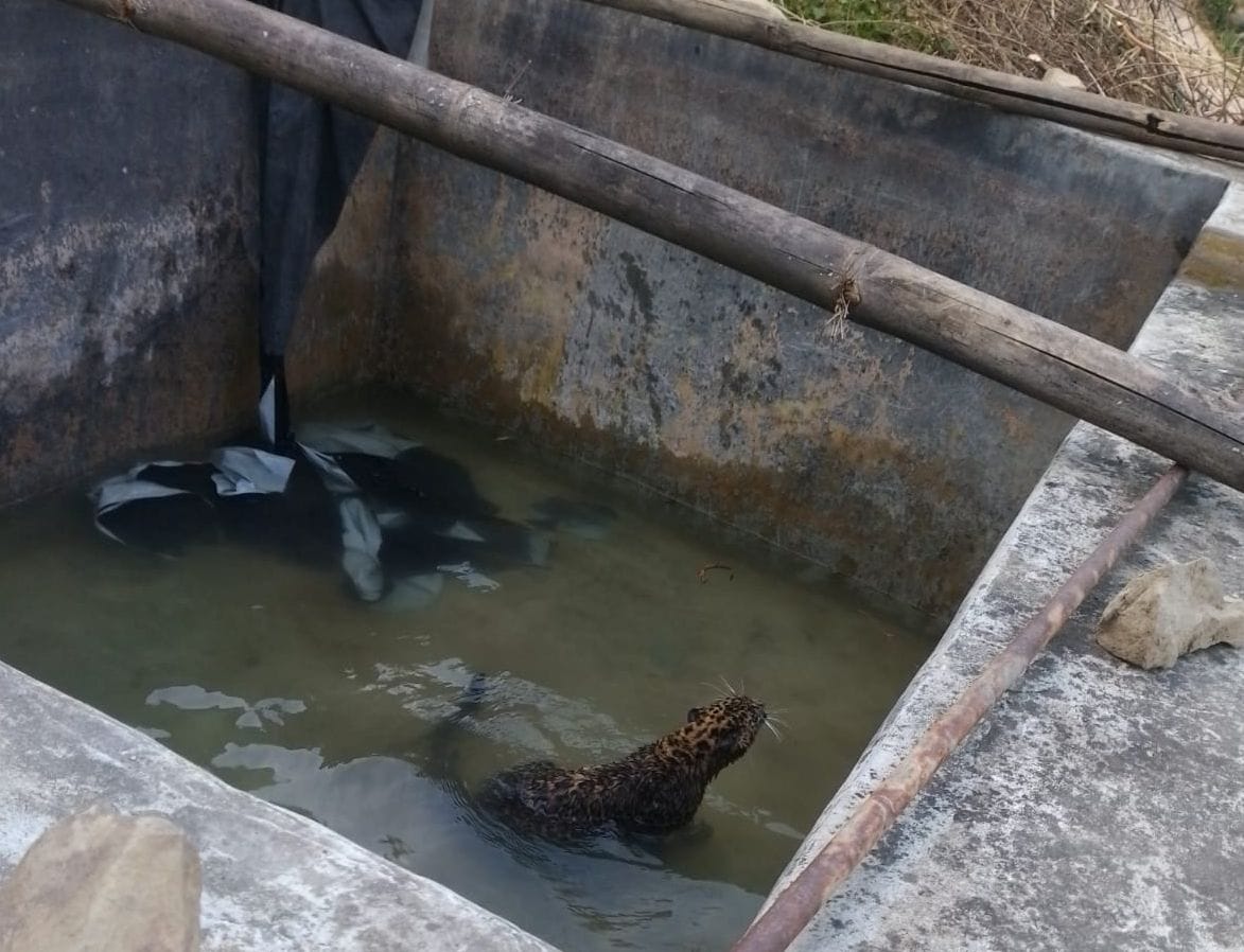Leopard falls into water storage tank in Sardharwar village