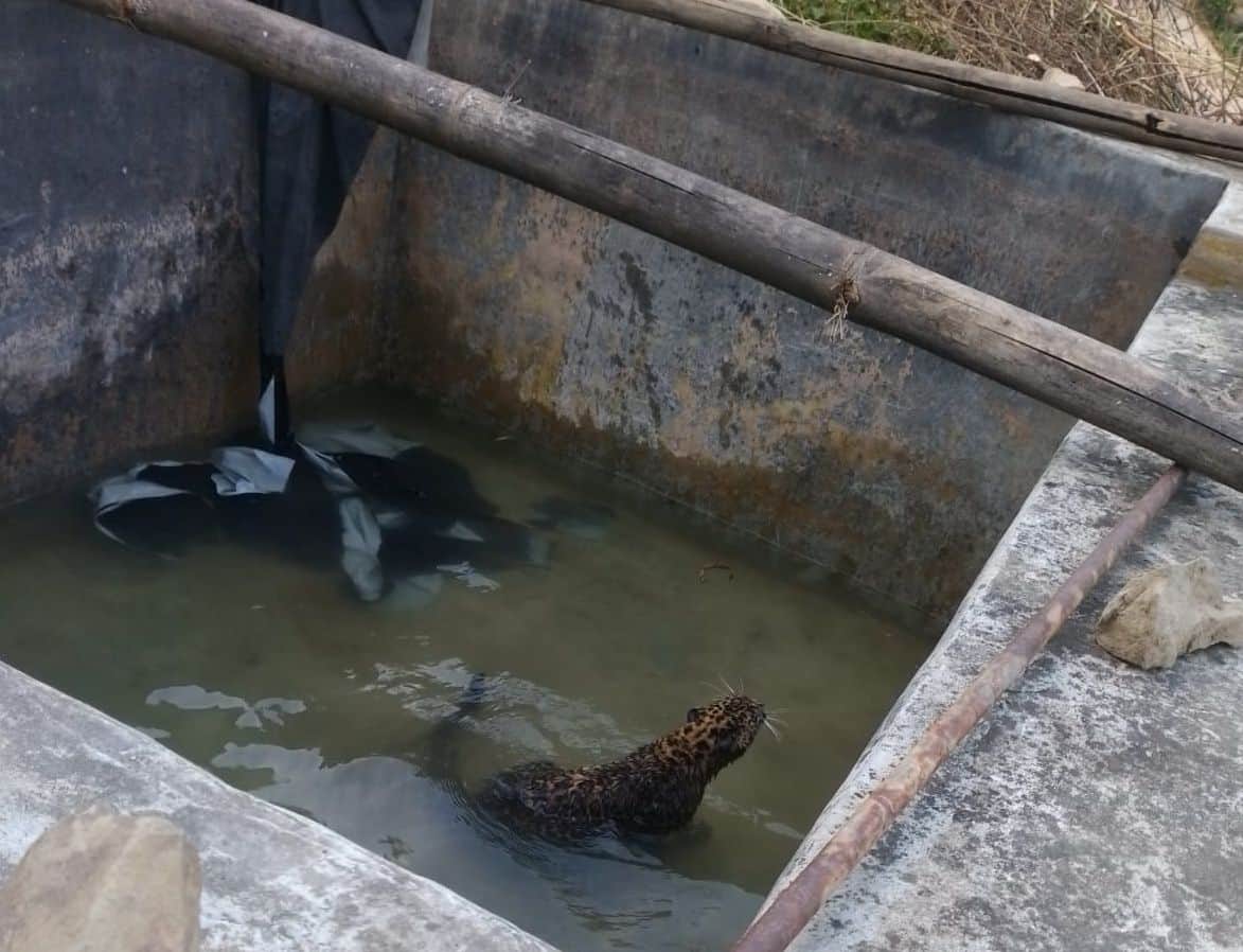 रिवालसर क्षेत्र की ग्राम पंचायत सरध्वार के चलाइड़ा गांव में पानी के टैंक में गिरा तेंदुआ। स्रोत