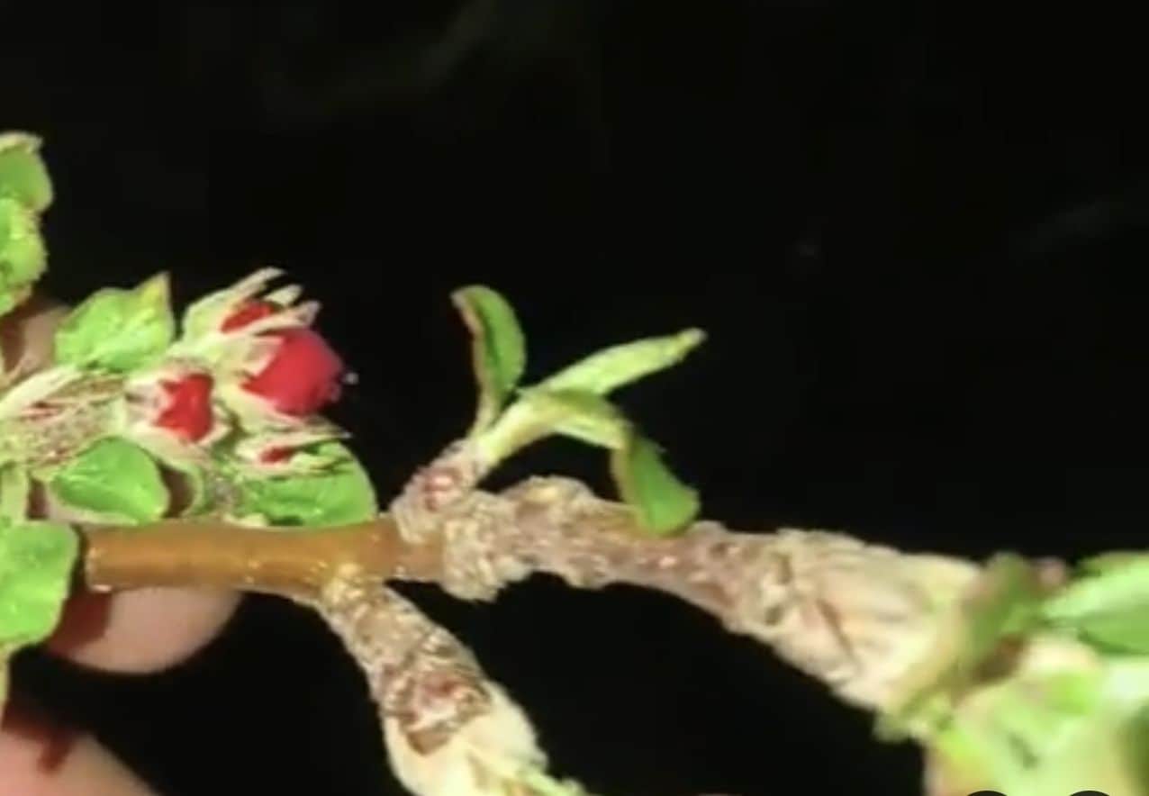 फाग मेले में सजी दुकानों में रविवार को खरीदारी करते लोग। संवाद