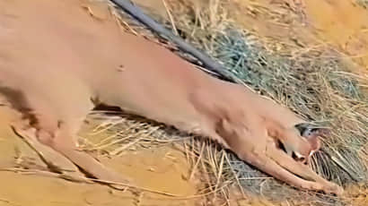 सीमावर्ती इलाके में दुर्लभ कैराकल की मौत