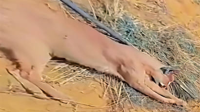 सीमावर्ती इलाके में दुर्लभ कैराकल की मौत