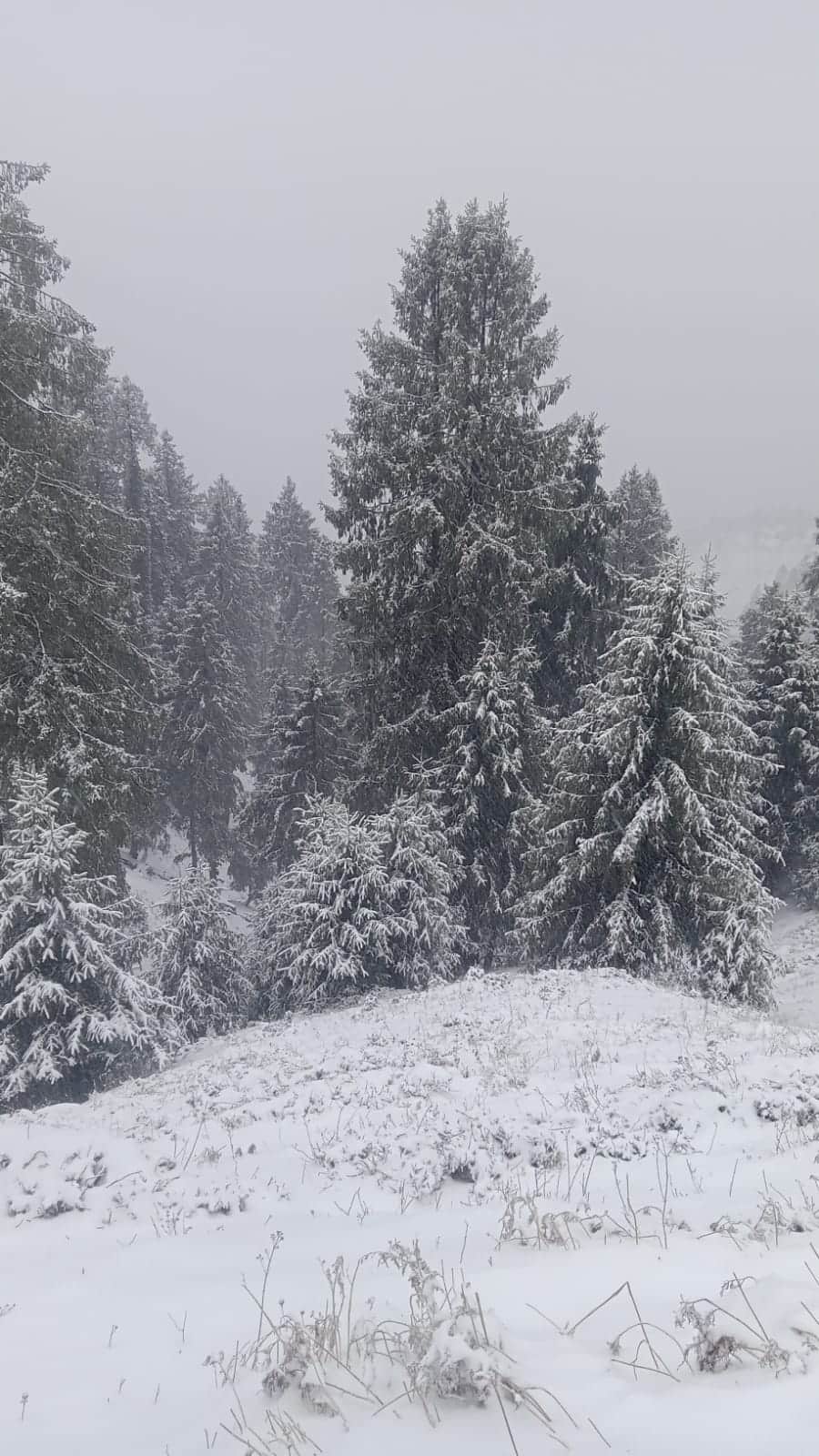 सराज घाटी की ग्राम पंचायत चेत के ढलैच जंगल में बर्फ से ढके पेड़ा पौधे। स्रोत जागरूक पाठक
