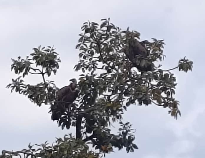 शेरपुर गांव में भारतीय गिद्धों का झुंड। संवाद