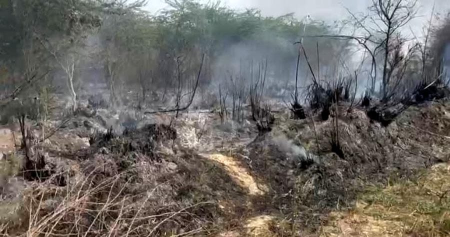 Fire Erupts in Dahemu Forest; Thousands of Trees and Plants Reduced to Ash