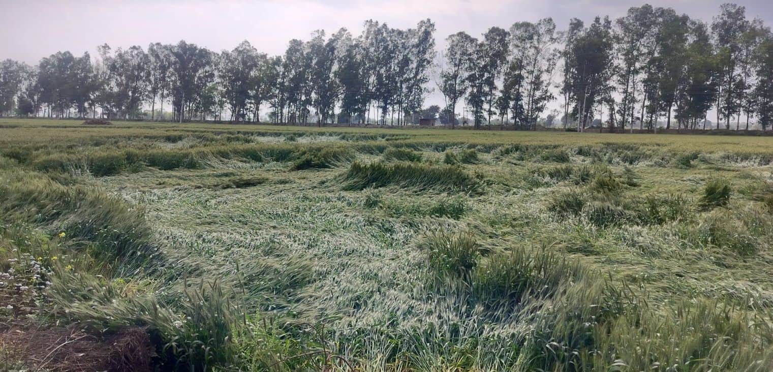 15जेएनडी09: तलोडा गांव के खेतों में रात को तेज हवा व बूंदाबांदी के बाद गिरी गेहूं की फसल। संवाद