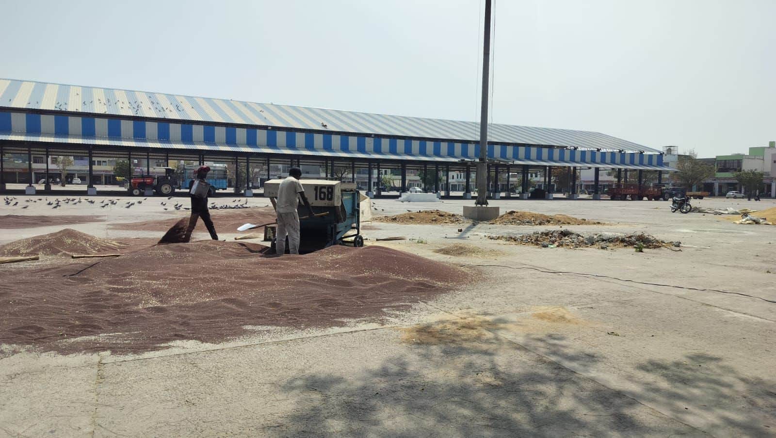 16जेएनडी08: शहर की अनाजमंडी में सरसों की सफाई करते हुए मजदूर। संवाद