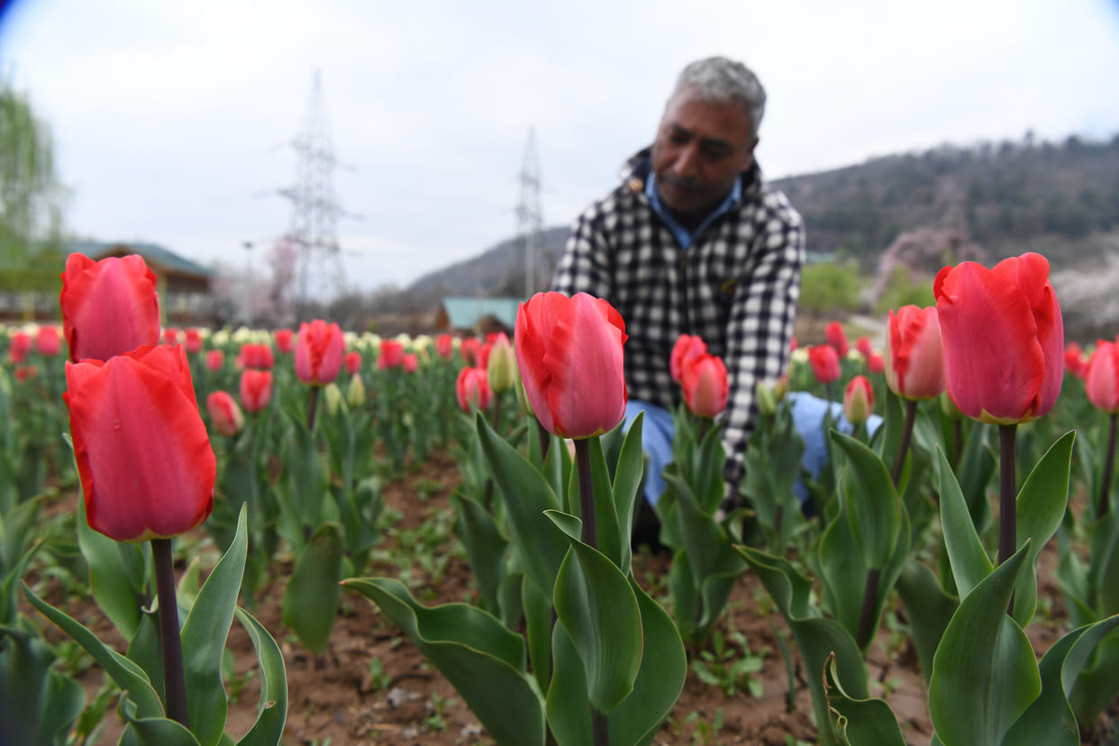 Srinagar, Tulip Garden, Open From Today, CM Will Inagurate