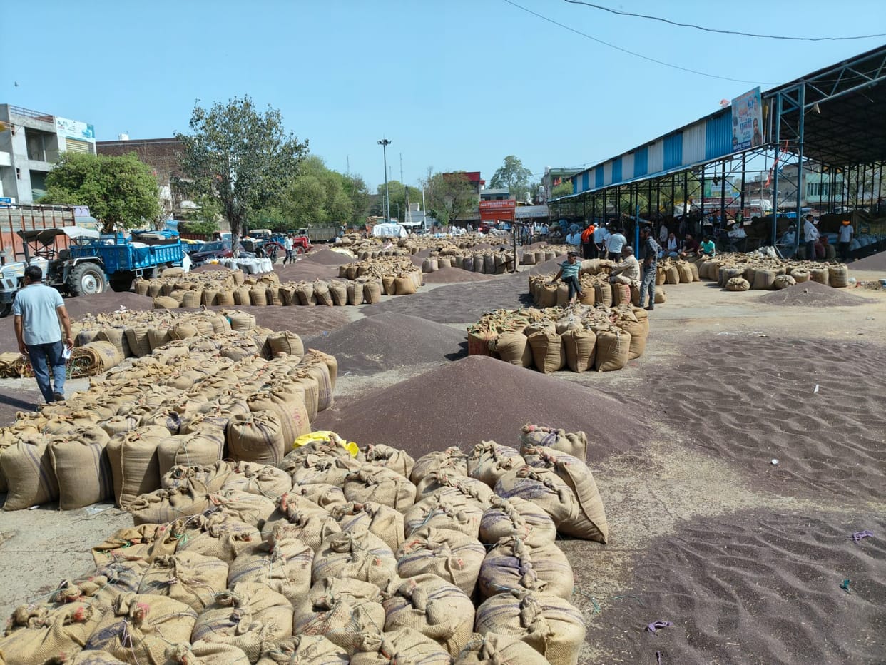Jaipur MSP News: Mustard and Gram Procurement at MSP to Begin from April 1; 42 Purchase Centres Set Up in