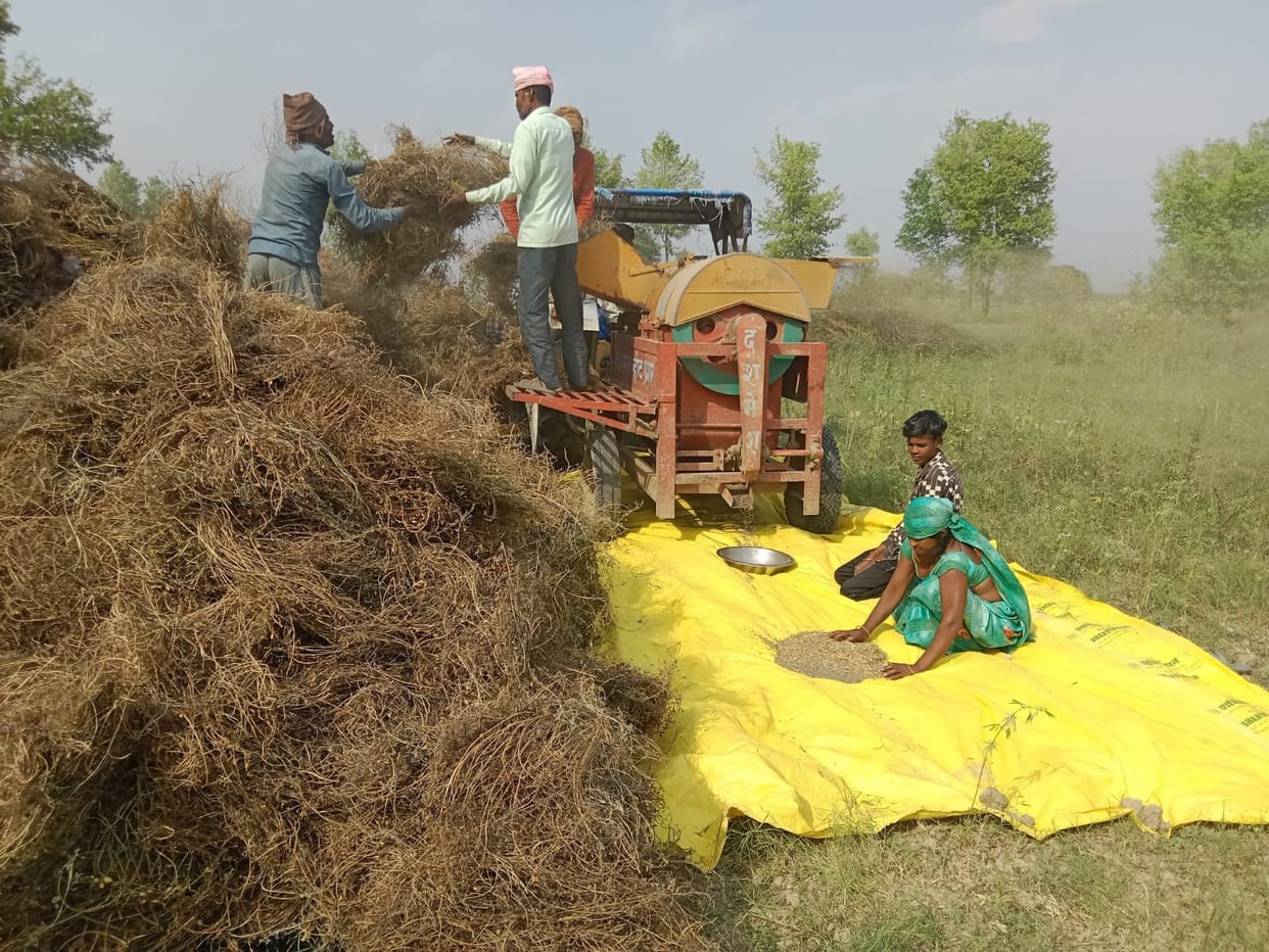 Farmers troubled by the movement of clouds, fast threshing