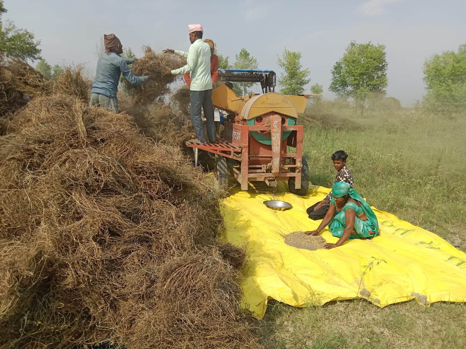 बलरामपुर के पिपरहवा क्षेत्र में फसलों की मड़ाई कराते किसान ।-संवाद