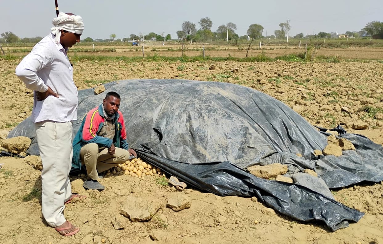 The possibility of heavy rain has raised concerns among potato farmers, and drizzle has increased their worries