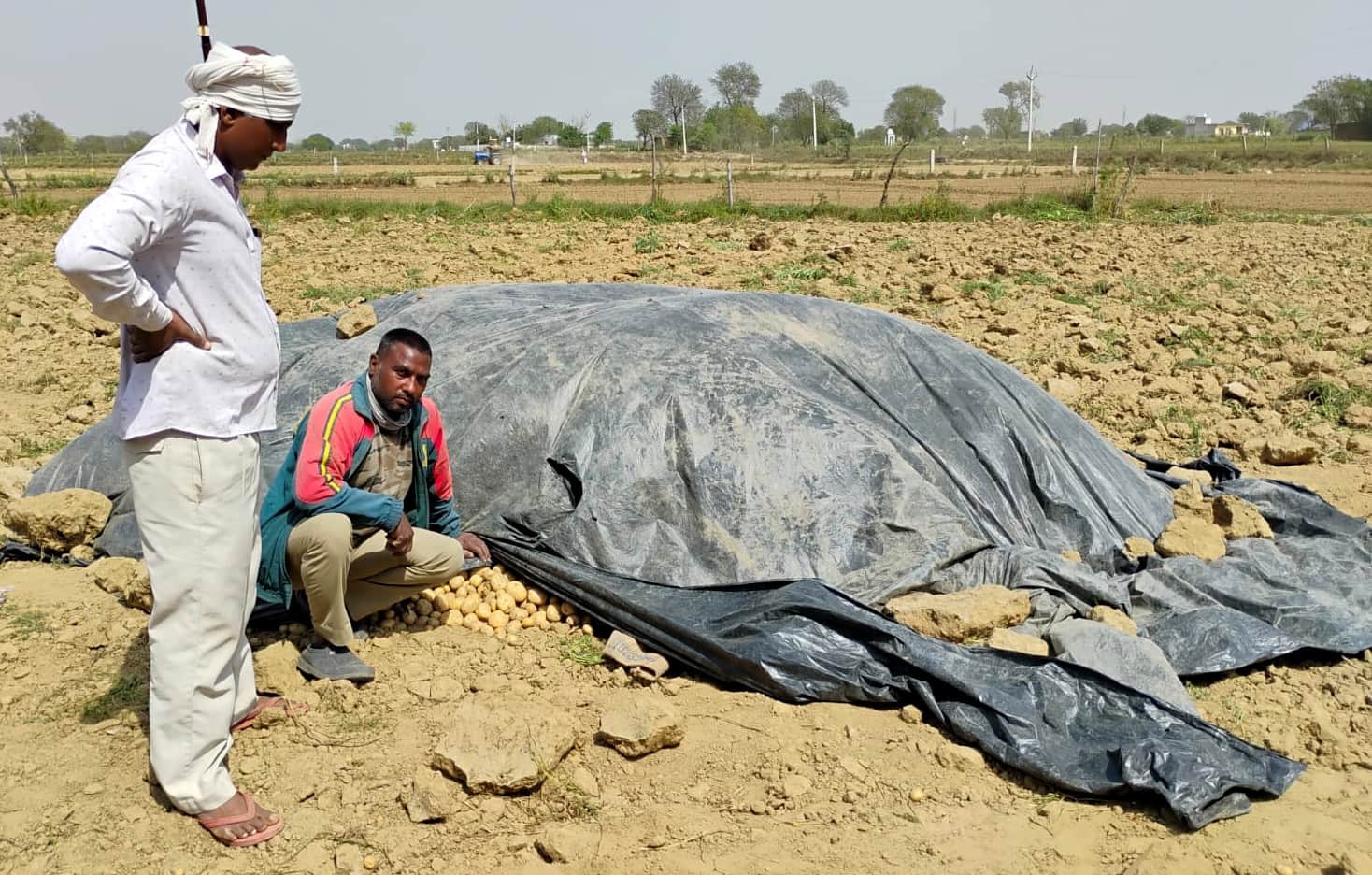बारिश के बाद खेत में बिछी फसलें। संवाद