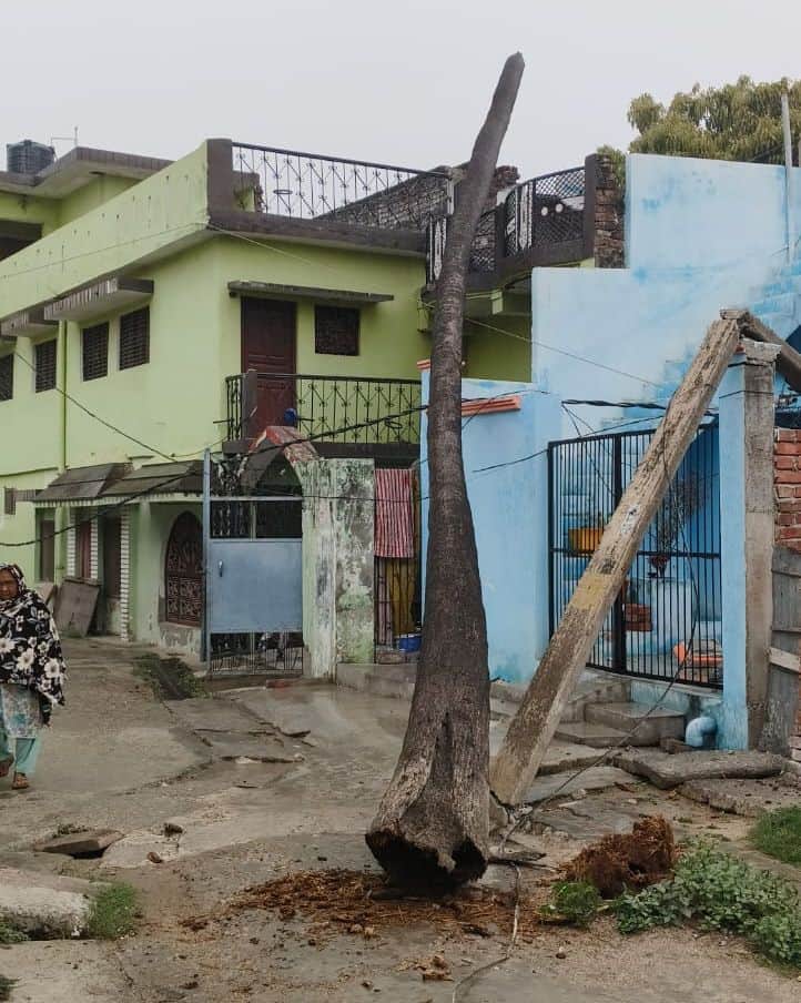 बांसी कस्बे के अशोकनगर वार्ड में गिरा ताड़ का पेड़। संवाद