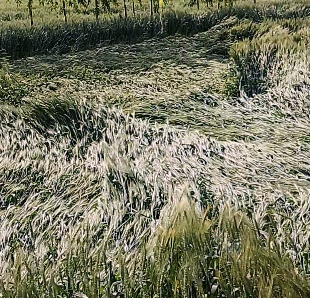 बुढ़ाना। तेज हवा व बारिश में गिरी गेंहू की फसल। संवाद