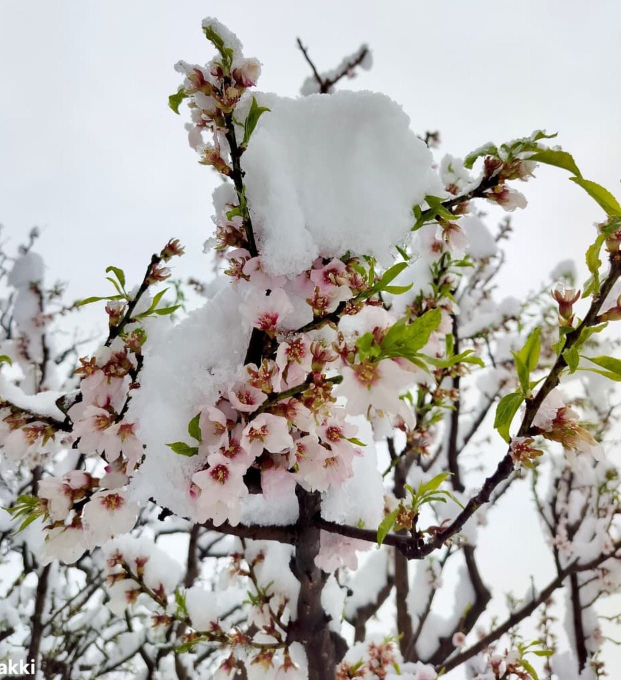 May the snowfall not wipe away the flowers of hope that bloom on the apple tree