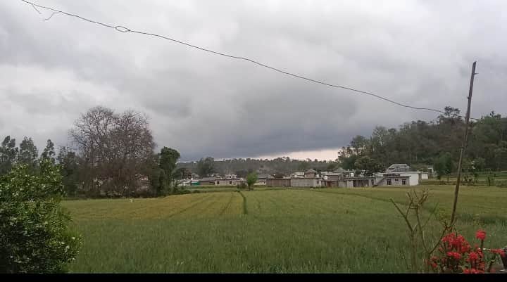 चकसराय में बारिश के बाद खेतों में नजर आई हरियाली।संवाद