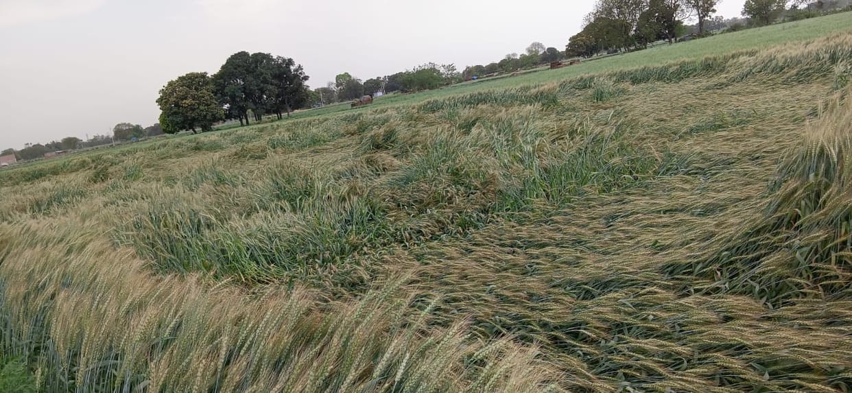 kasganj news rain crop damage