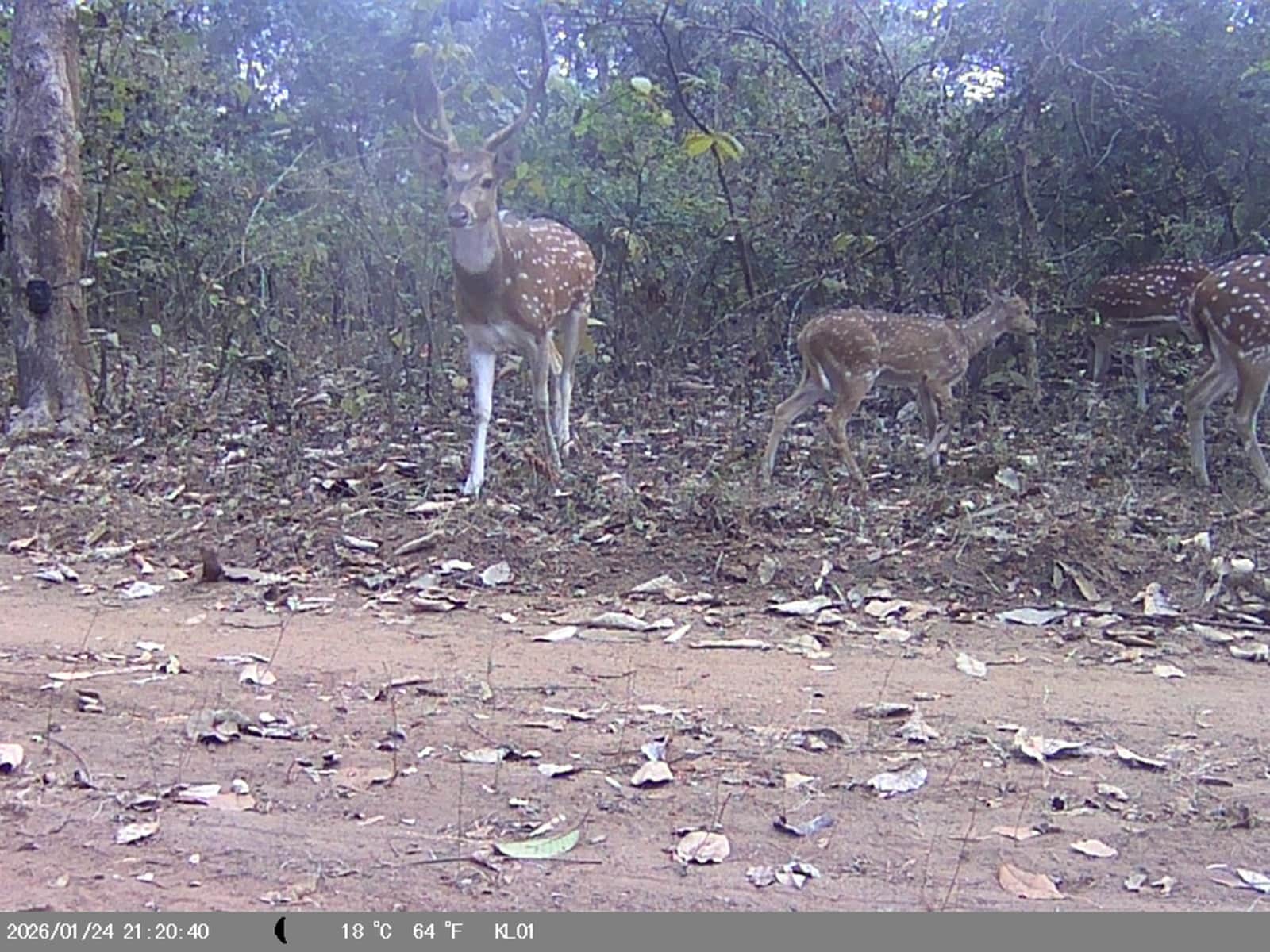 फोटो- 05सीकेटीपी 10 रानीपुर टाइगर रिजर्व में झुंड में चीतल। संवाद