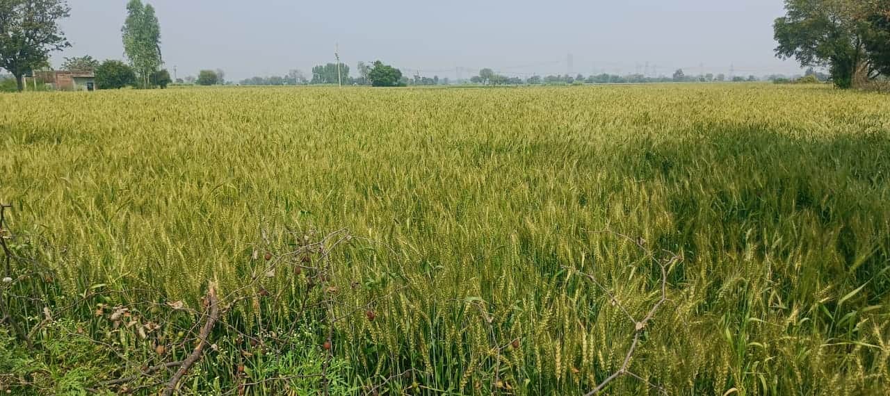 फोटो-16- खेत में खड़ी गेहूं की फसल।संवाद