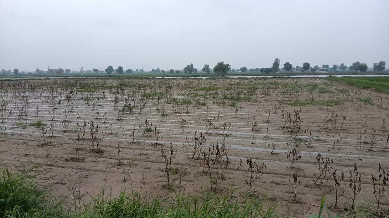 Insurance claims worth Rs 60 crore for farmers approved, funds begin reaching their accounts