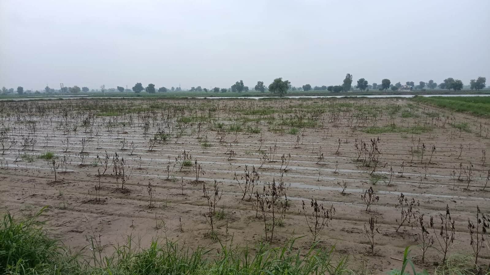 गांव बनगांव में जलभराव से नष्ट हुई नरमा की फसल। फाइल फोटो