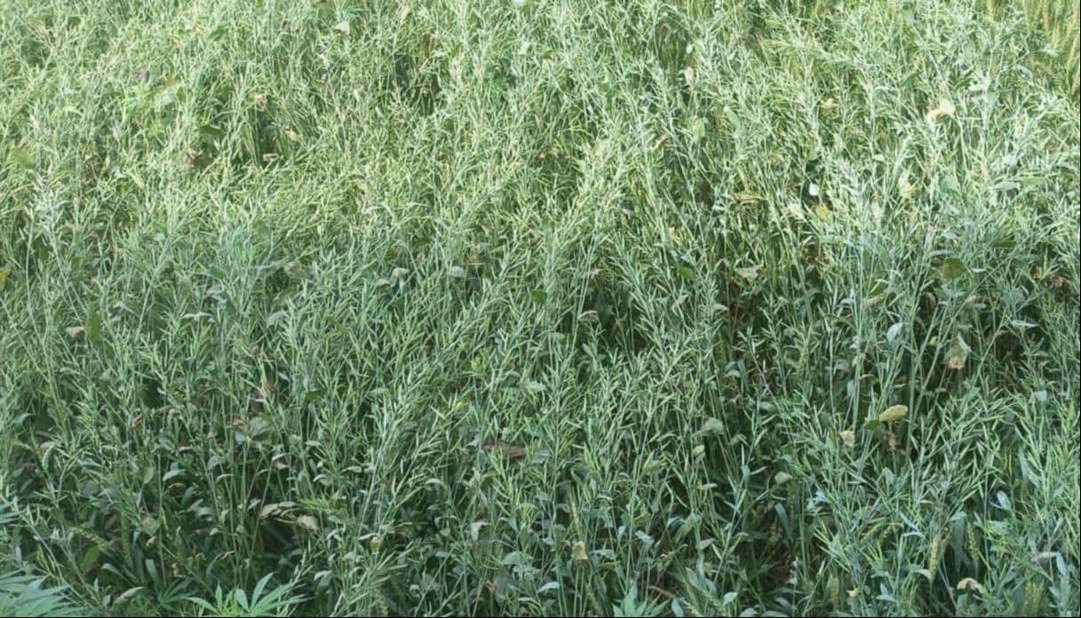 हवा से गिरी सरसो की फसल।