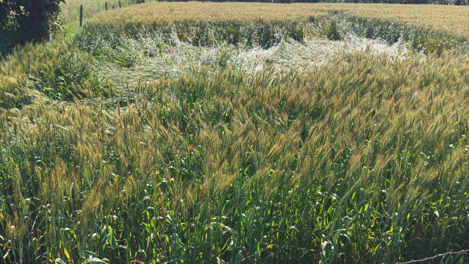 इंदौरा में बारिश के कारण खेत में बिछी गेंहू की फसल। संवाद