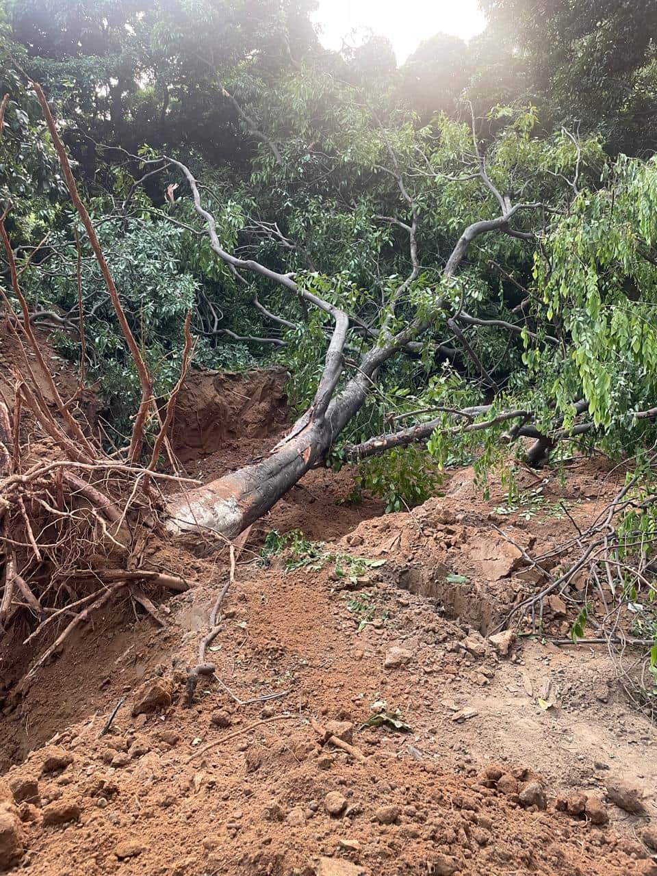 कंपनी बाग में सुंदरीकरण कराए जाने के लिए उखाड़े गए फलदार पेड़। फाइल फोटो