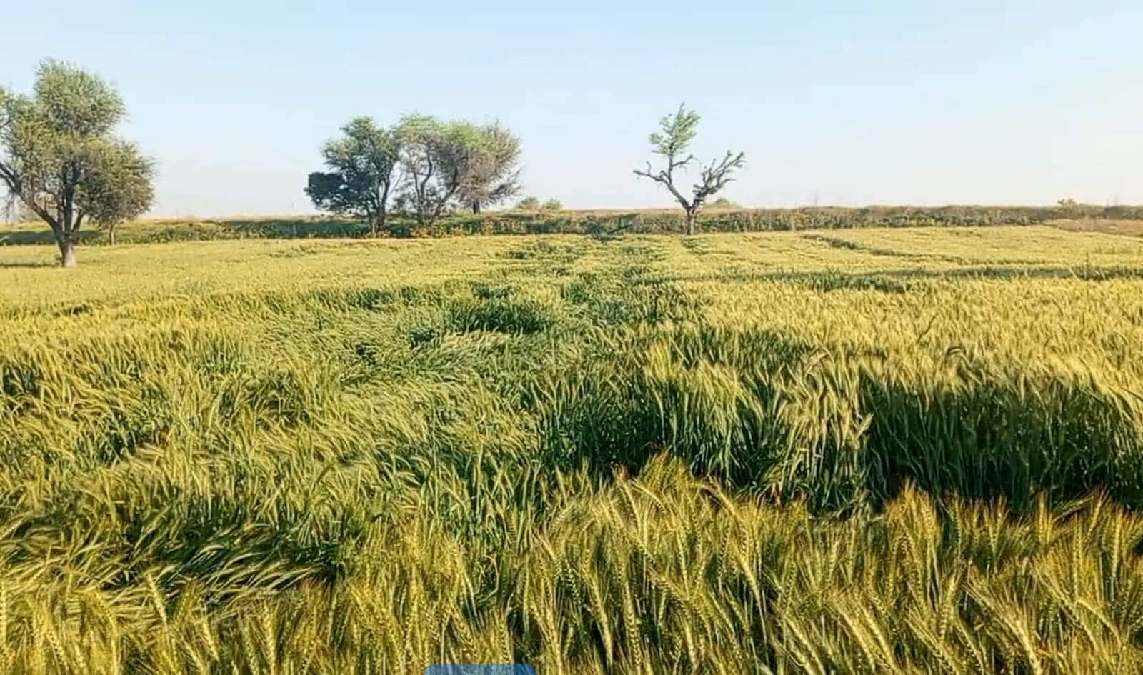 खेत में खड़ी गेहूं की फसल। 