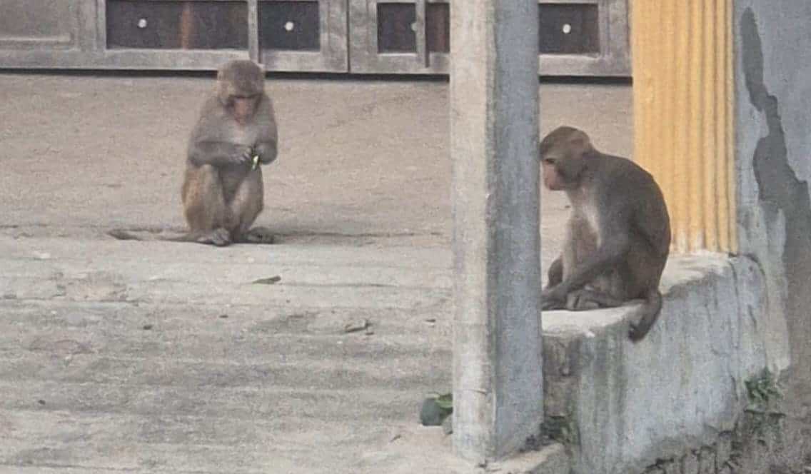 बंदरों का झुंड।संवाद