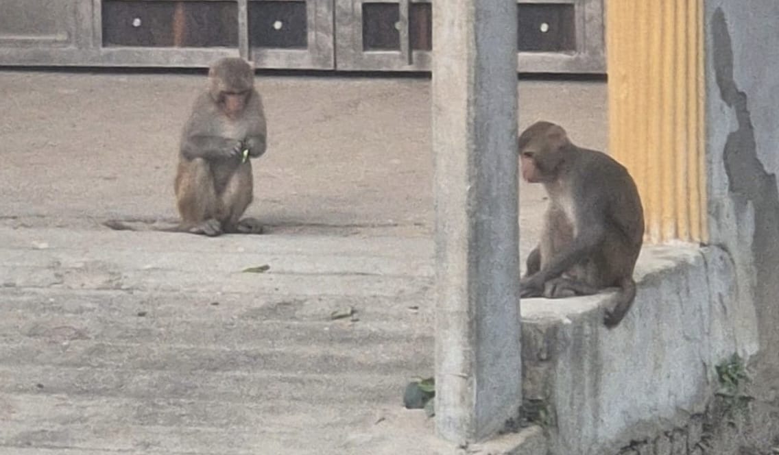 UP: आगरा के बिचपुरी में कुत्ता-बंदर के हमलों से दहशत, एक दिन में 98 मरीज पहुंचे अस्पताल