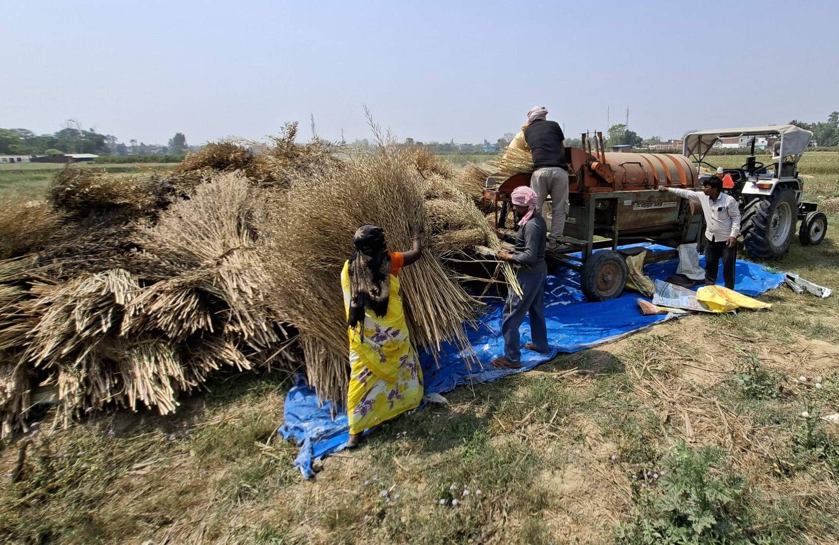 मौसम के मिजाज को देखते हुए अहरौला में सरसो की मंडाई करते किसान। संवाद