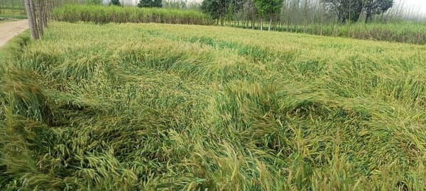 Rain and wind lay waste to wheat crops in the fields