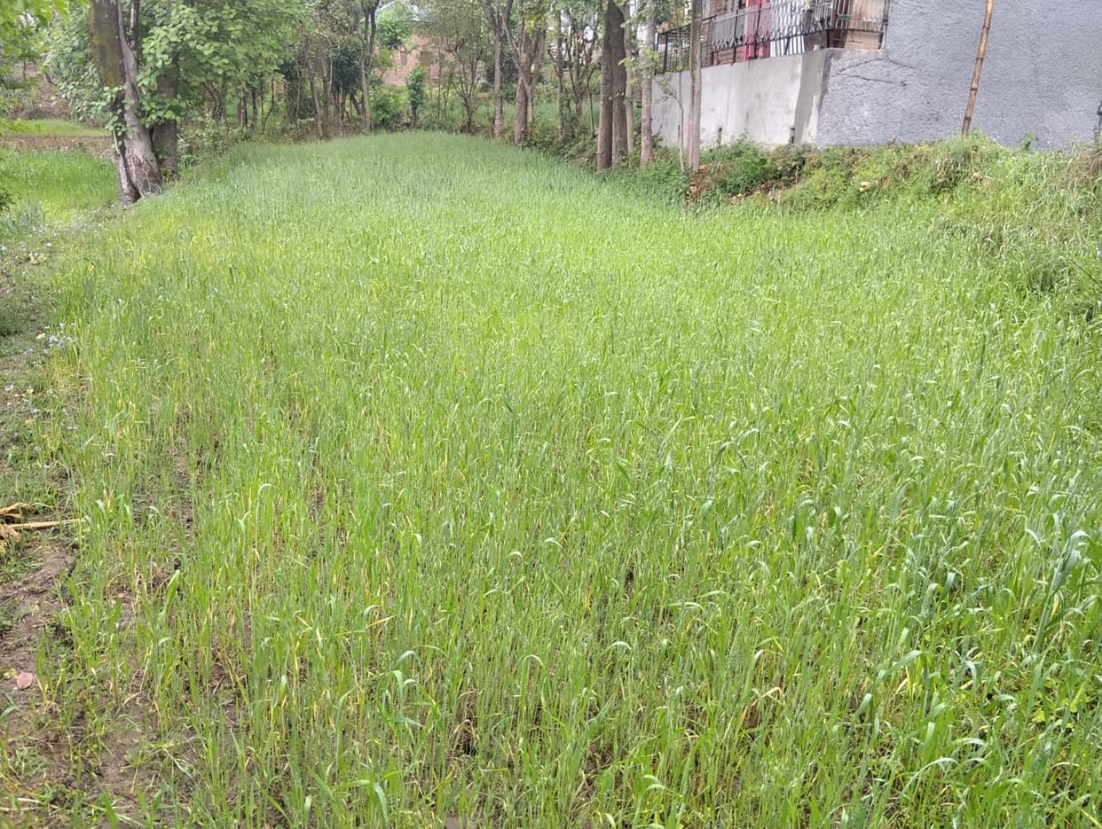 Rain is beneficial for wheat and fruit plants