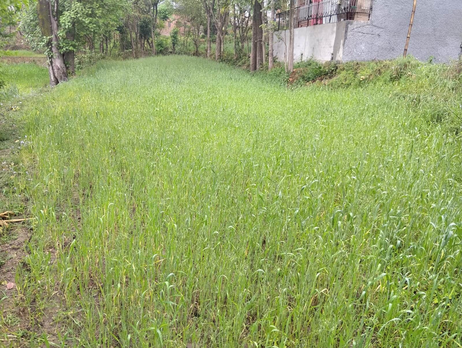 पट्टा में खेत में उगी गेहूं की फसल। संवाद