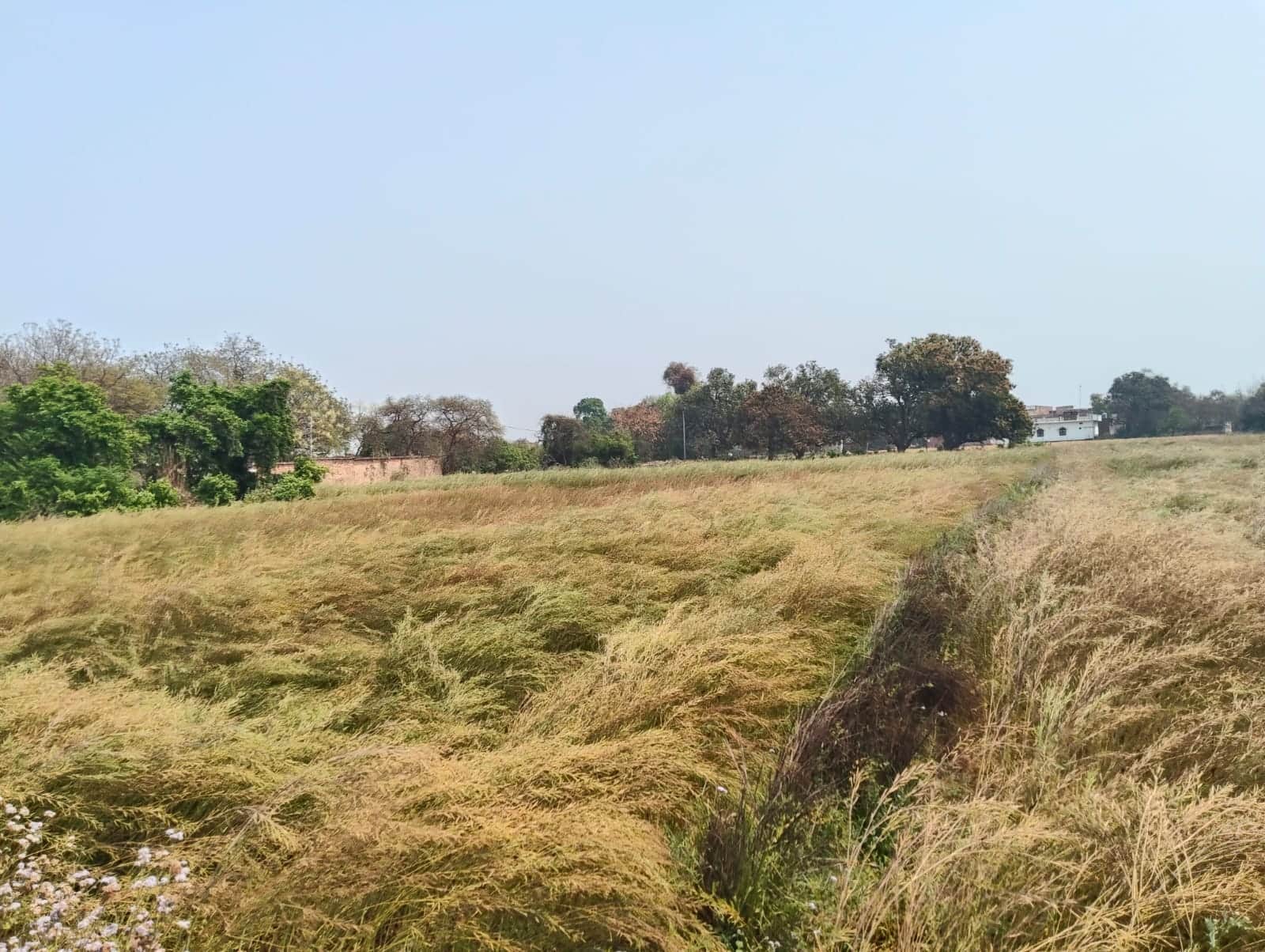 रविवार को मौसम बदला ,कोपागंज के चौबेपुर में तेज हवाओं से गिरी की सरसो की फसल।संवाद