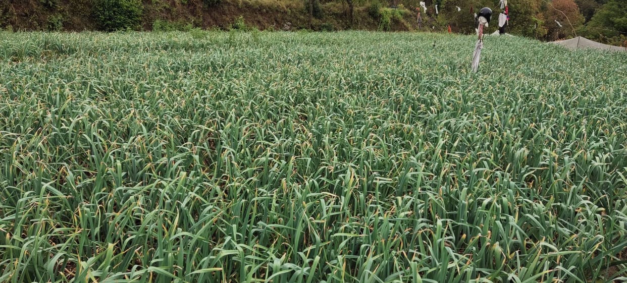 Light rain in the district brought relief from the heat and revived the crops.