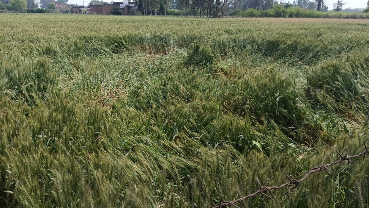 rain accompanied by strong winds leaves farmers worried about their crops