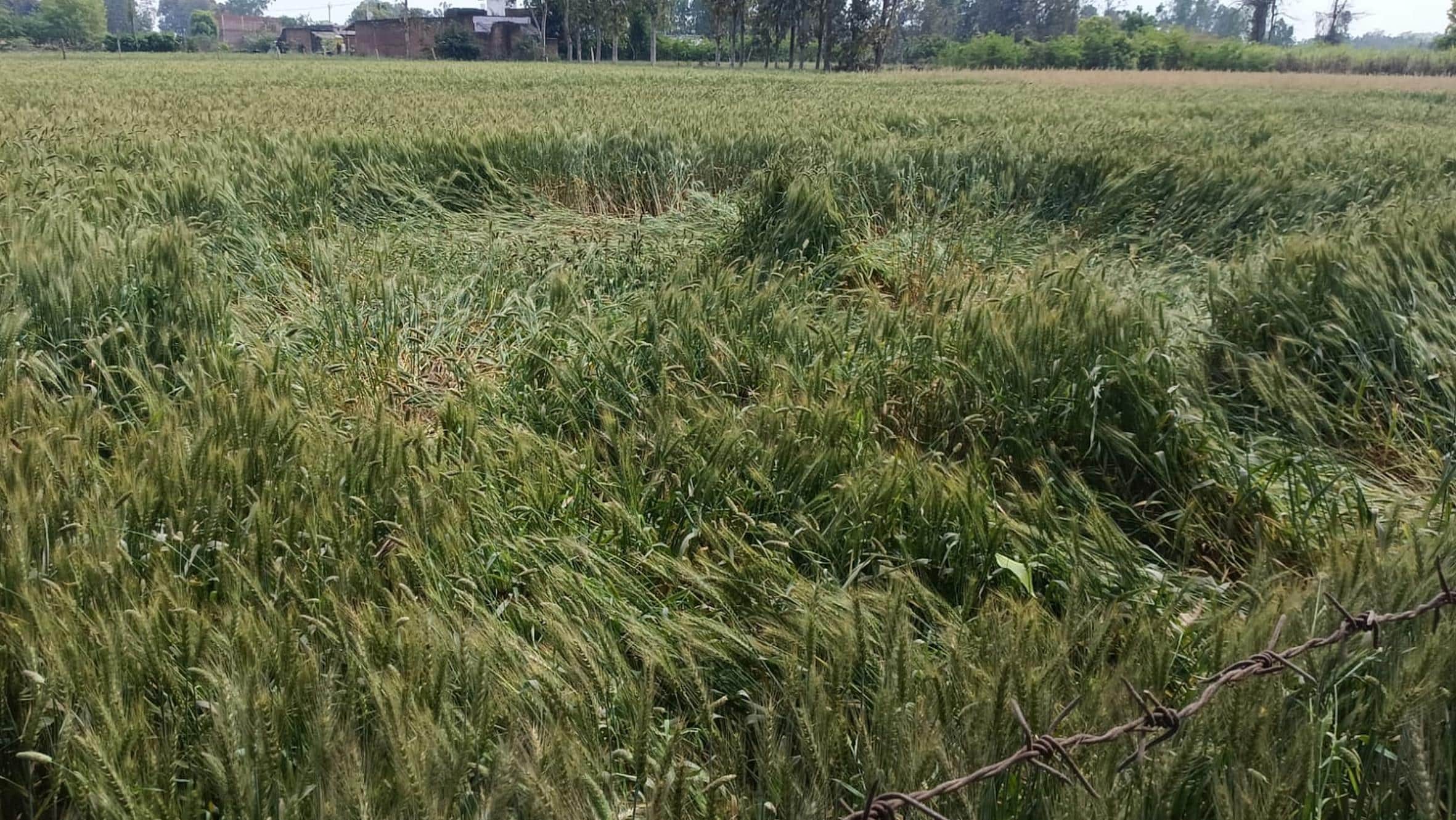  विशेश्वरगंज क्षेत्र में रविवार को बारिश व तेज हवा के कारण गिरी फसल।      -संवाद