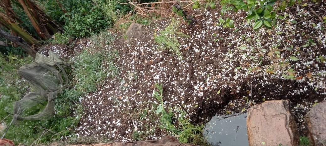 First drought hit the crops, now hailstorms hit them