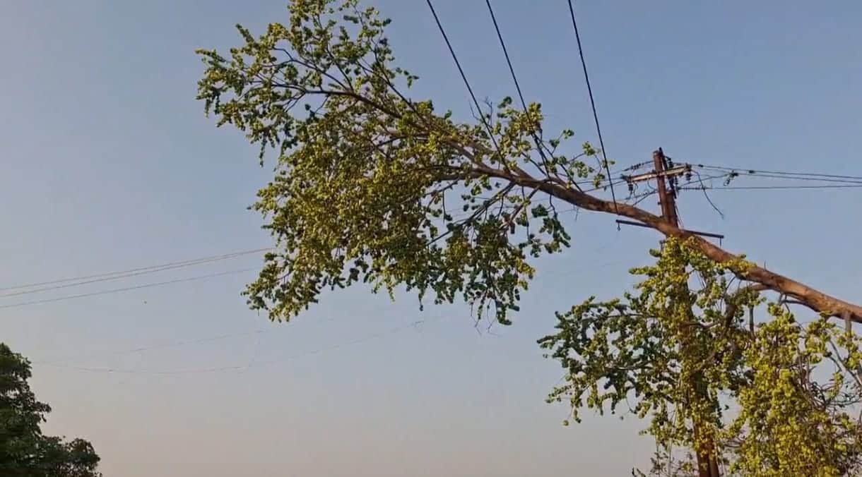 बिजली के तार पर गिरा पेड़।  संवाद