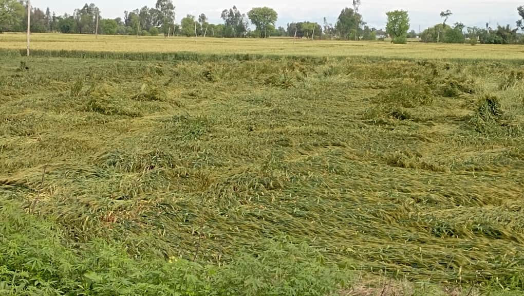 बारिश और तेज हवाओं से बिछी फसल।
